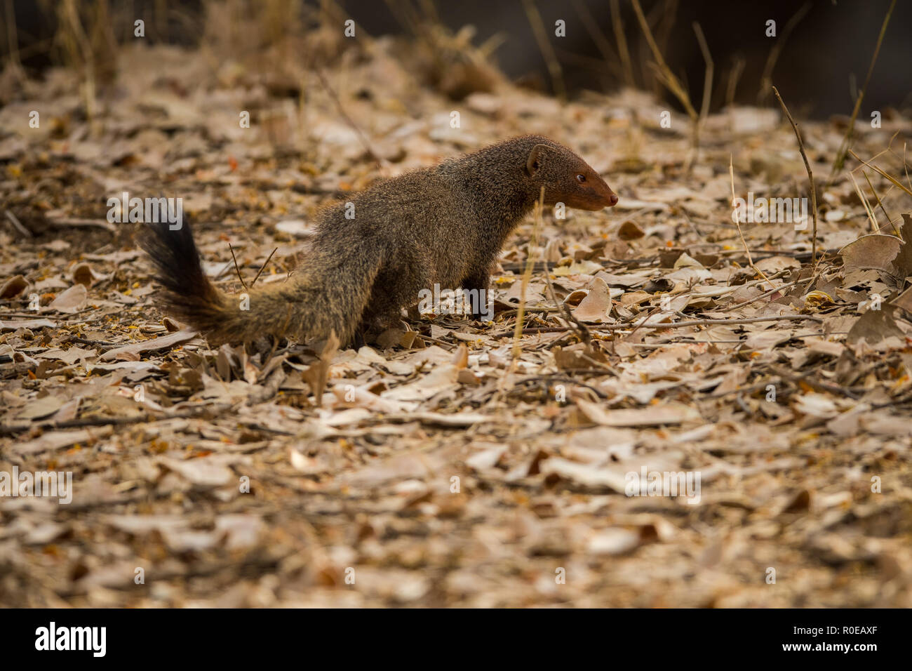 Die Indische grau Mongoose oder gemeinsamen grau Mungo (Herpestes Edwardsi) in Ranthambore Tiger Reserve, Indien Stockfoto