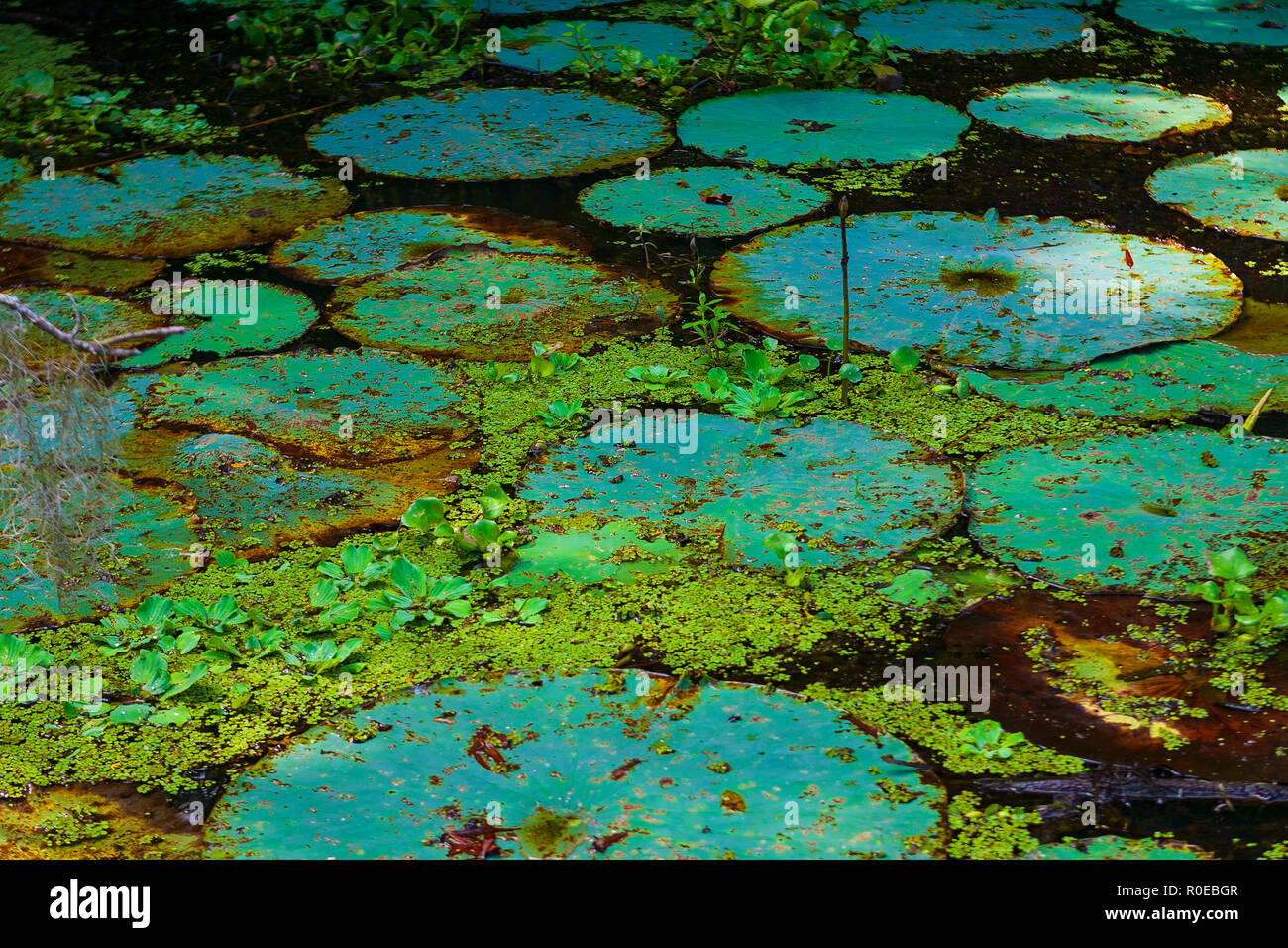 Das fragile Ökosystem eines Louisiana Swamp, Bayou L'Ours nahe Thibodaux, Louisiana. Stockfoto