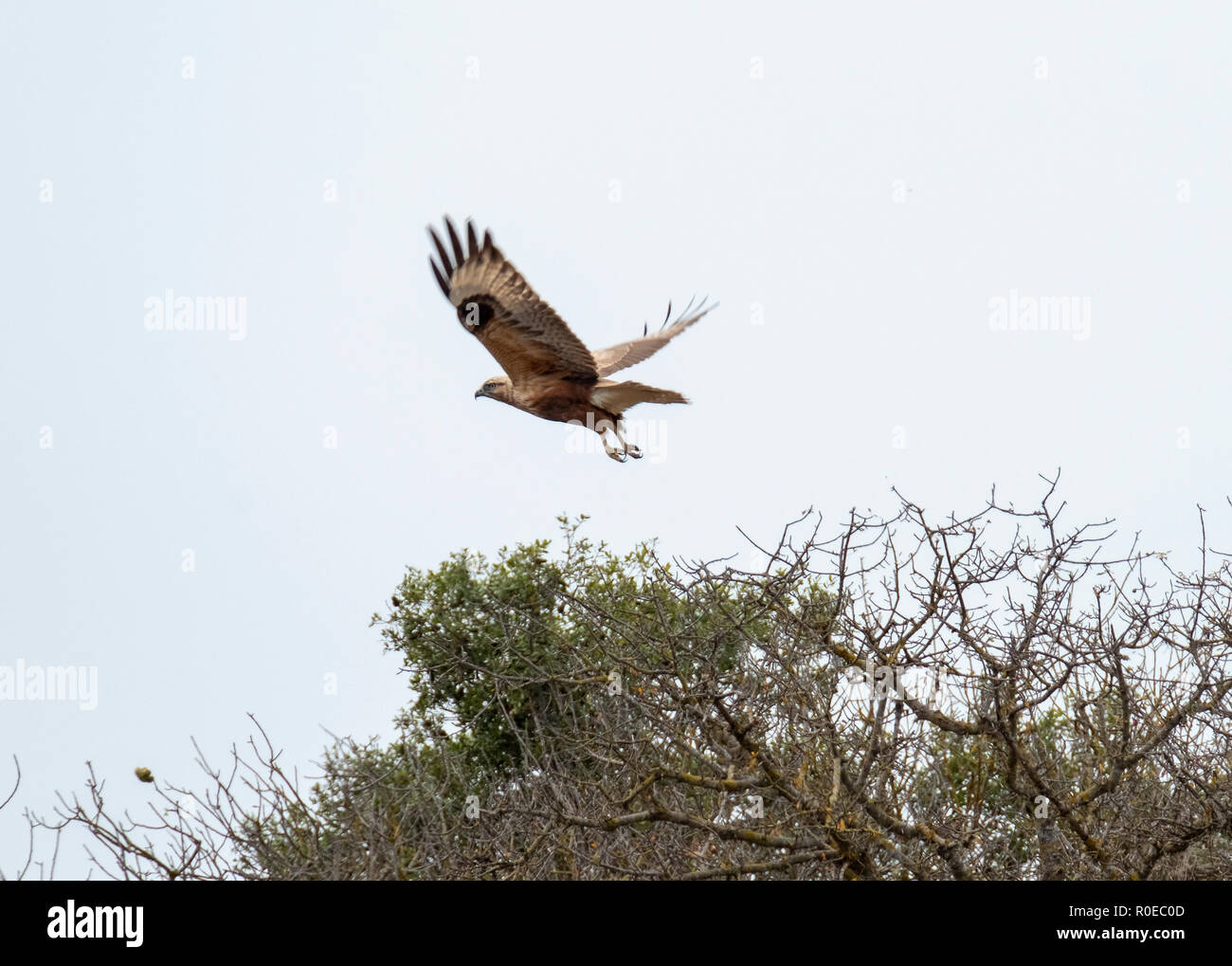 Langbeinige Mäusebussard (Buteo rufinus) Halbinsel Akamas Zypern. Stockfoto