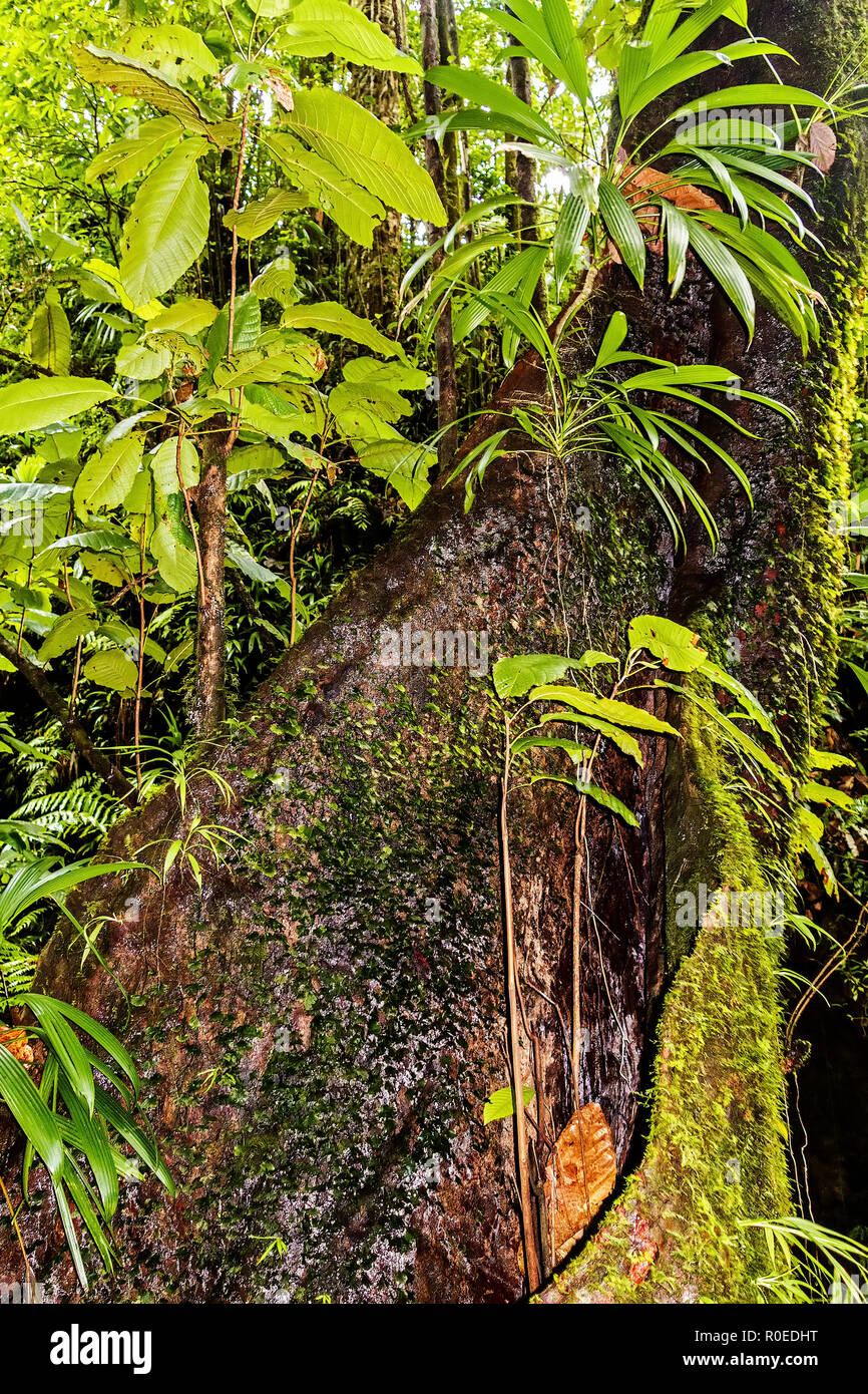 Tropisches Hartholz Baum Dominica West Indies Stockfoto