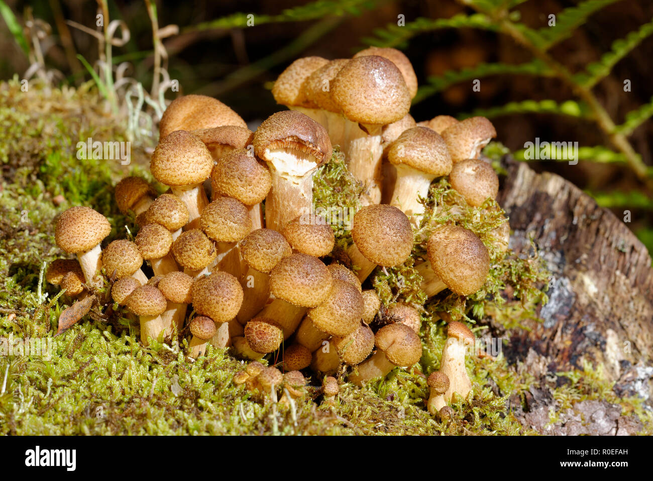 Unreife Honig Pilz Armillaria Mellea auf Birke - Stockfoto