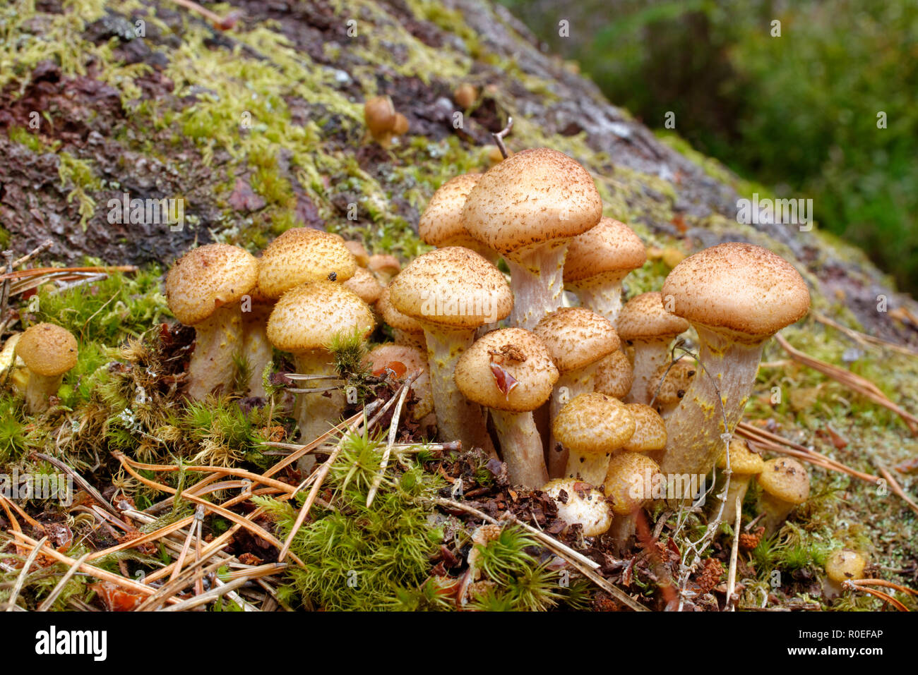 Unreife Hallimasch - Armillaria mellea Stockfoto