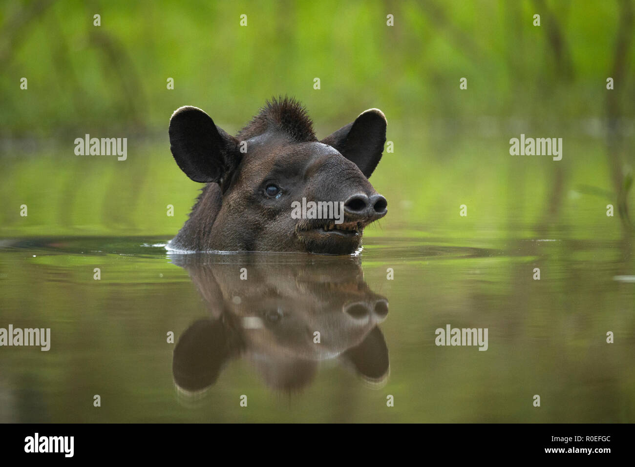 Ein Lowland Tapir (Tapirus terrestris in der Badewanne in Nord Pantanal, Brasilien) Stockfoto