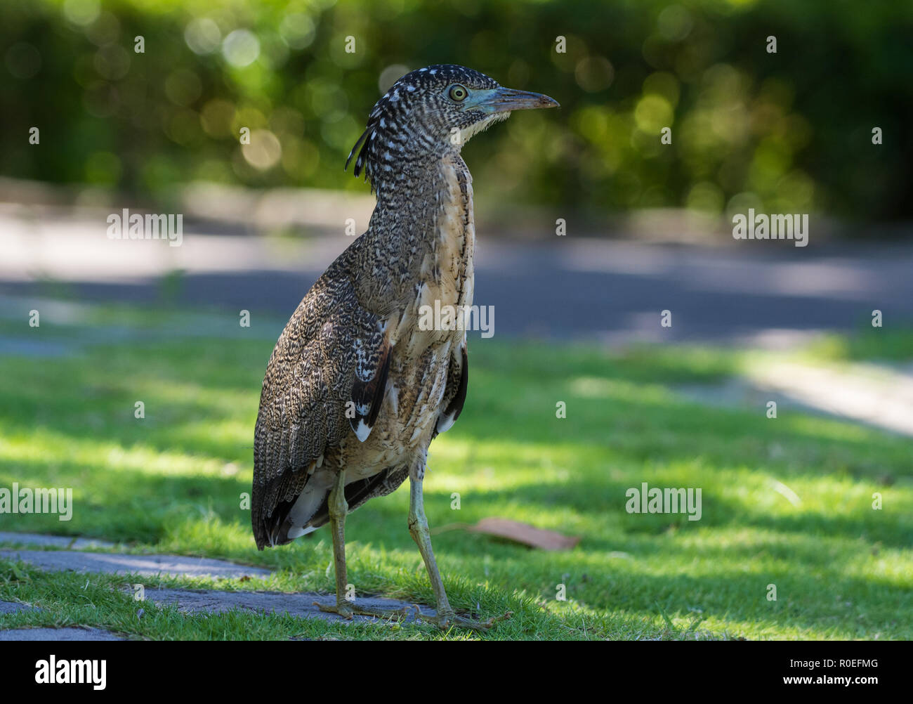 Ein free-Roaming malaiische Night-Heron (Gorsachius melanolophus) in Taipei Botanischer Garten, Taiwan. Stockfoto