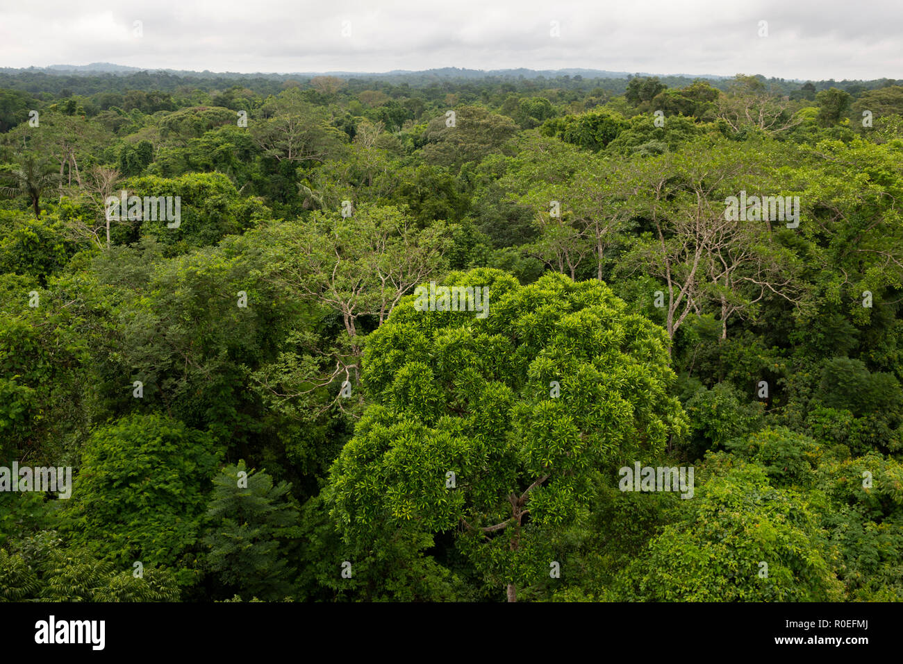 Der Amazonas Regenwald von oben, in der cristalino Lodge, South Amazonas, Brasilien Stockfoto