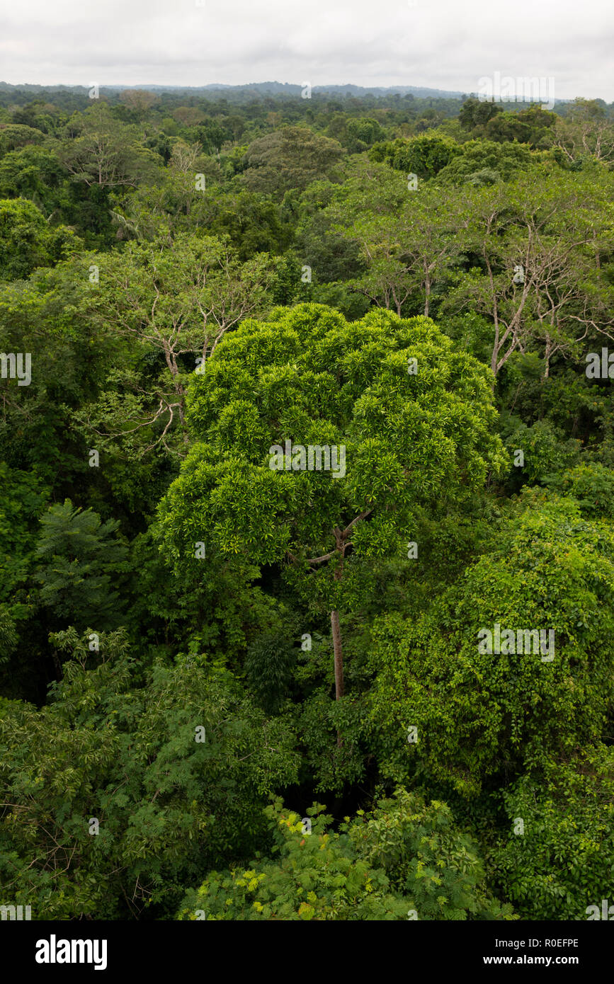 Der Amazonas Regenwald von oben, in der cristalino Lodge, South Amazonas, Brasilien Stockfoto