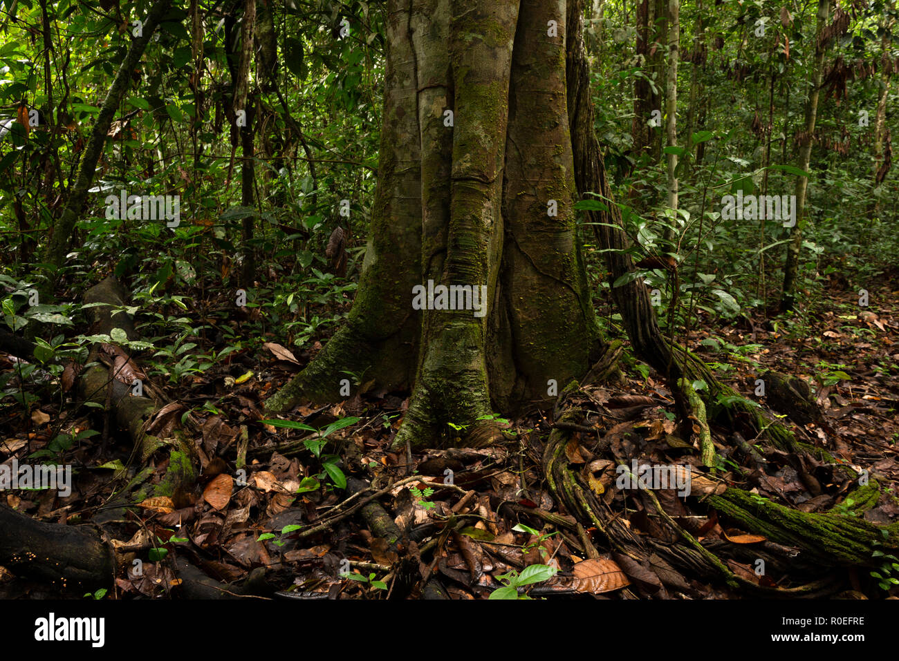 Innenraum der Amazonas Regenwald im Süden Cristalino finden, Amazonas, Brasilien Stockfoto