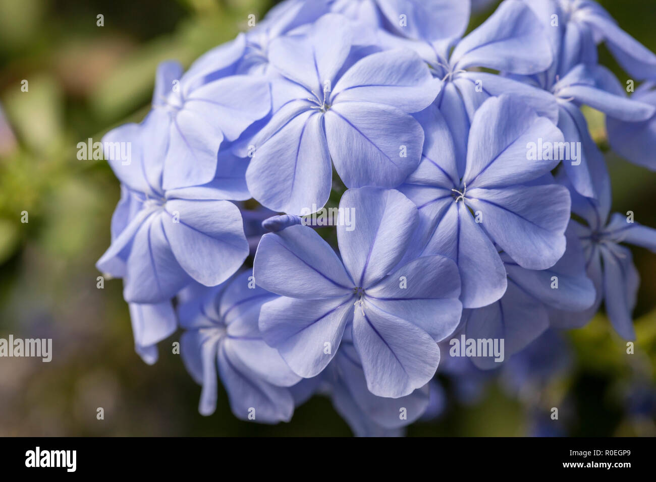 Nahaufnahme von Plumbago Auriculata / Cape Ledwort in einem englischen Garten, England, UK Stockfoto