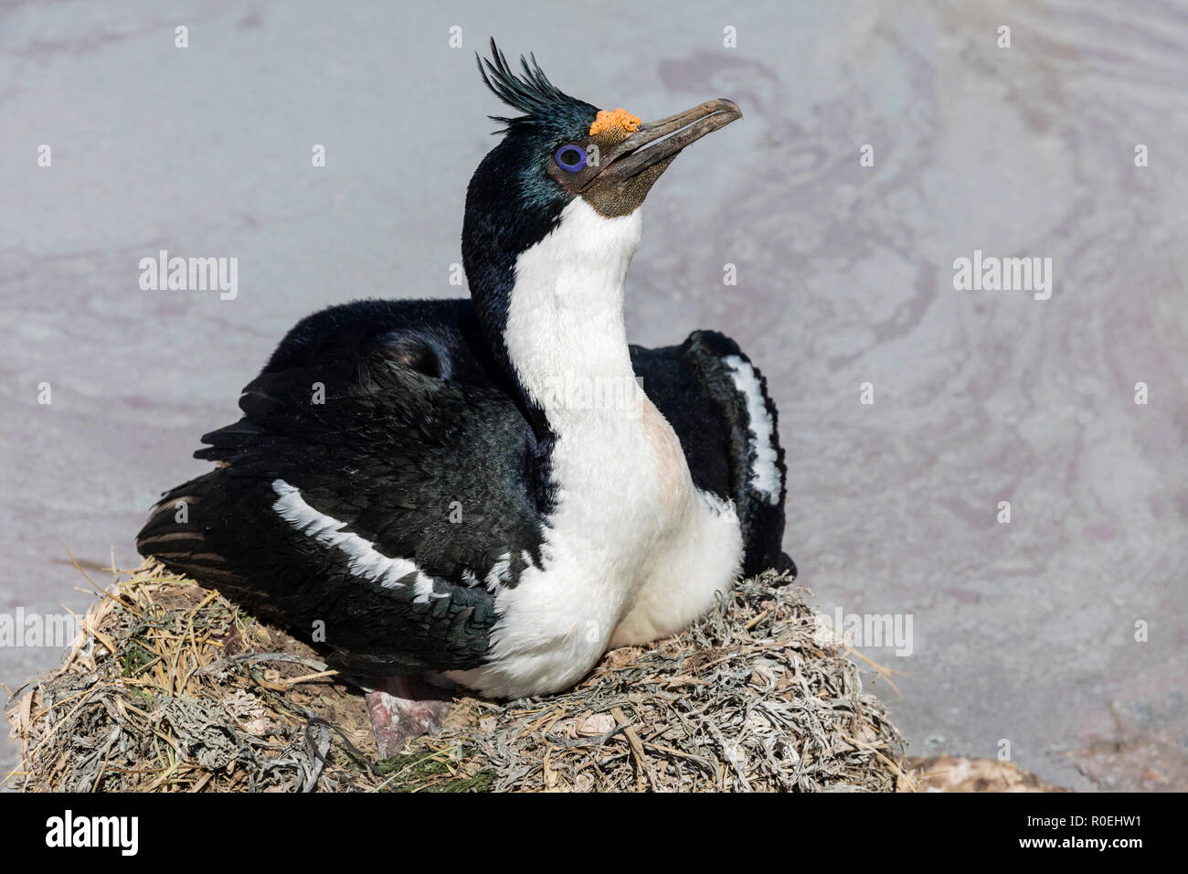 König Kormoran auf nest Stockfoto