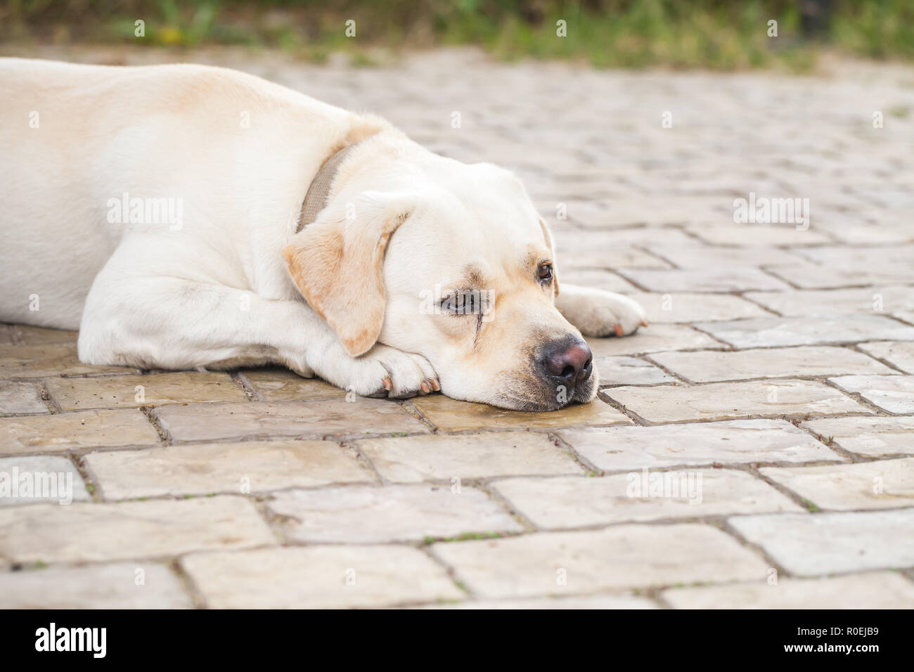 Müde gelben Labrador Retriever legt auf einem gepflasterten Boden Stockfoto