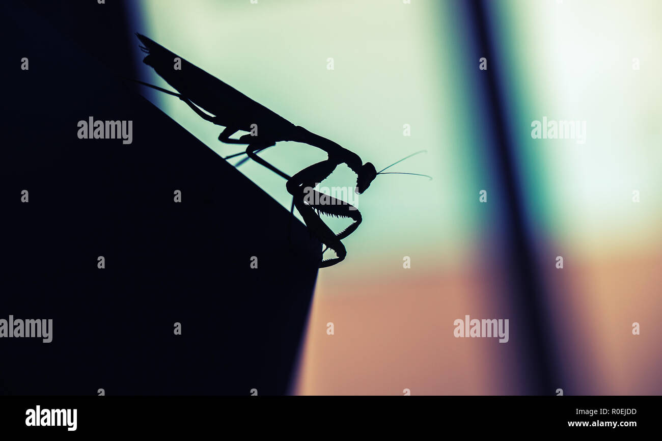 Mantis. Schwarzes insekt Silhouette auf verschwommenen farbigen Hintergrund, Makro Foto Stockfoto