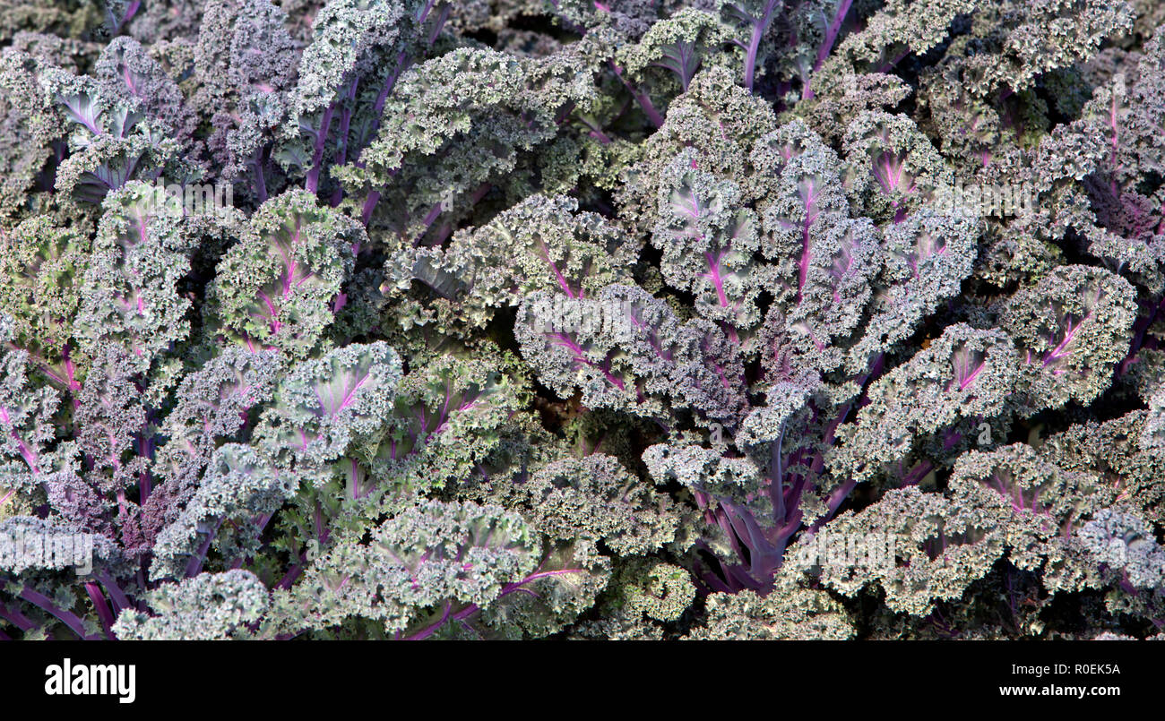 Farbenprächtiger purpurner Grünkohl, „Brassica oleracea“, reiferes Laub vor der Ernte. Stockfoto