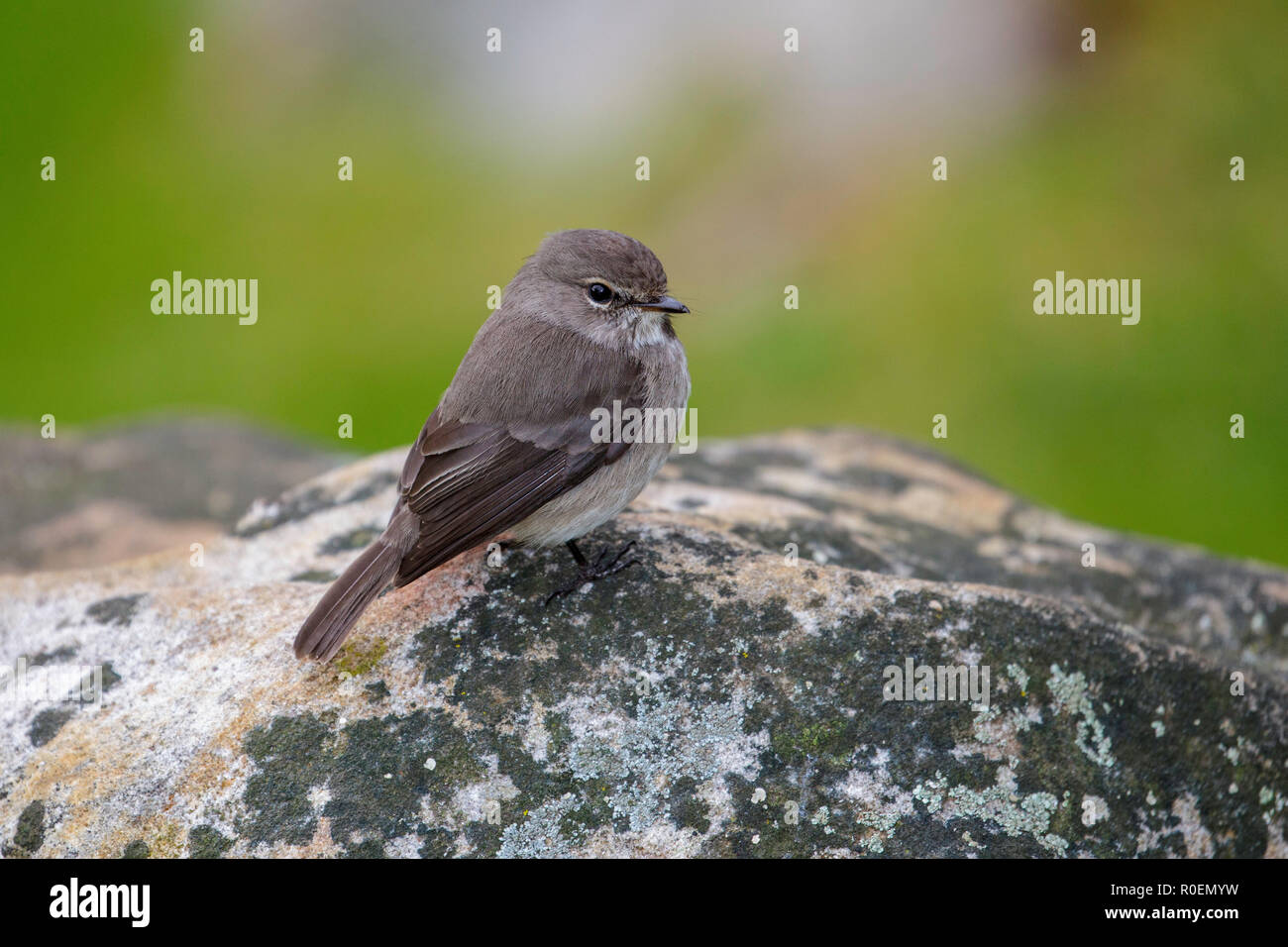 African Dusky Schopftyrann Muscicapa adusta adusta Kirstenbosch Botanical Garden, Cape Town, Südafrika 5 September 2018 nach Muscicapidae Stockfoto