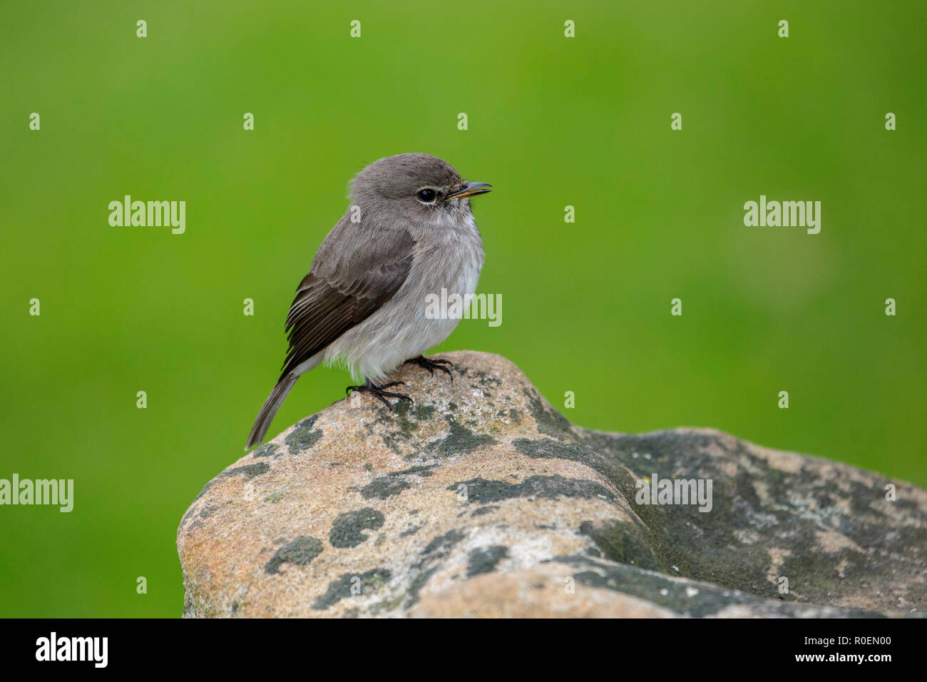 African Dusky Schopftyrann Muscicapa adusta adusta Kirstenbosch Botanical Garden, Cape Town, Südafrika 5 September 2018 nach Muscicapidae Stockfoto
