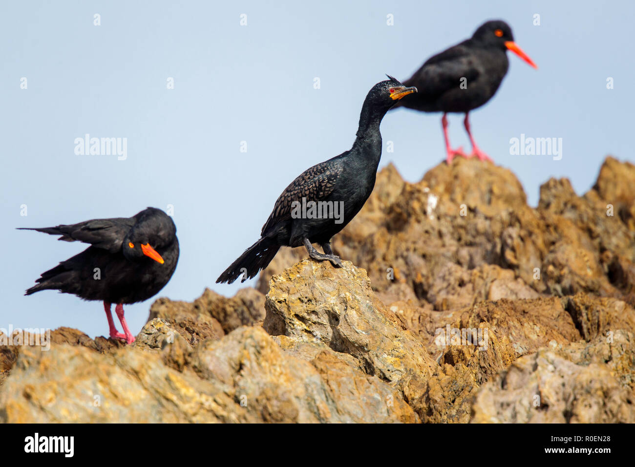 Gekrönt Kormoran mit afrikanischen Austernfischer Haematopus moquini Microcarbo coronatus mit Big Bay, Western Cape, Südafrika, 5. September 2018 Im Stockfoto