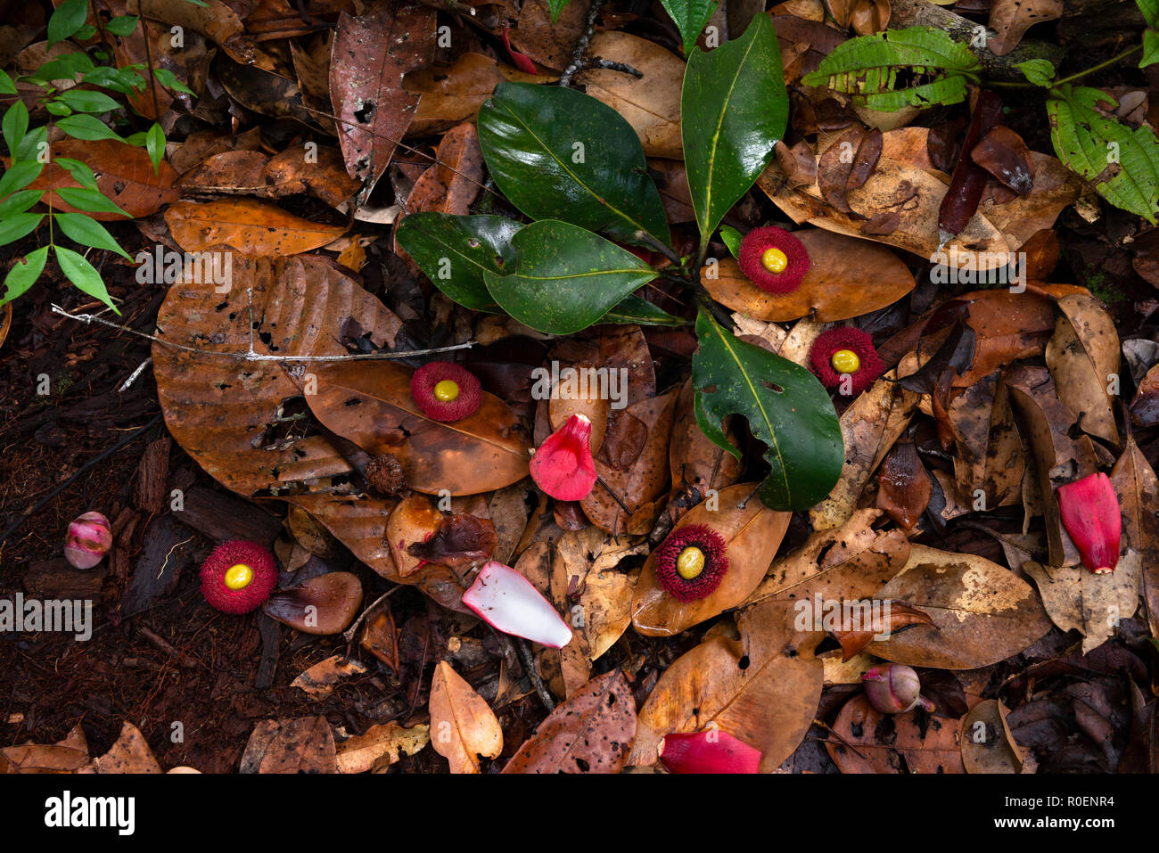 Waldboden aus einem Campinarana Wald in Amazonien, Nördlich von Manaus, Brasilien. Die Blüten sind von der Apuí Baum. Stockfoto
