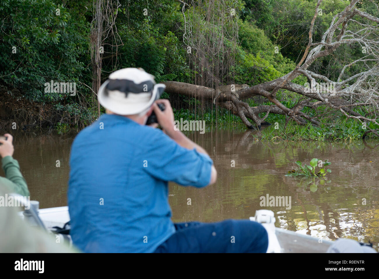 Ein Fotograf shooting einen Jaguar in Nord Pantanal Stockfoto
