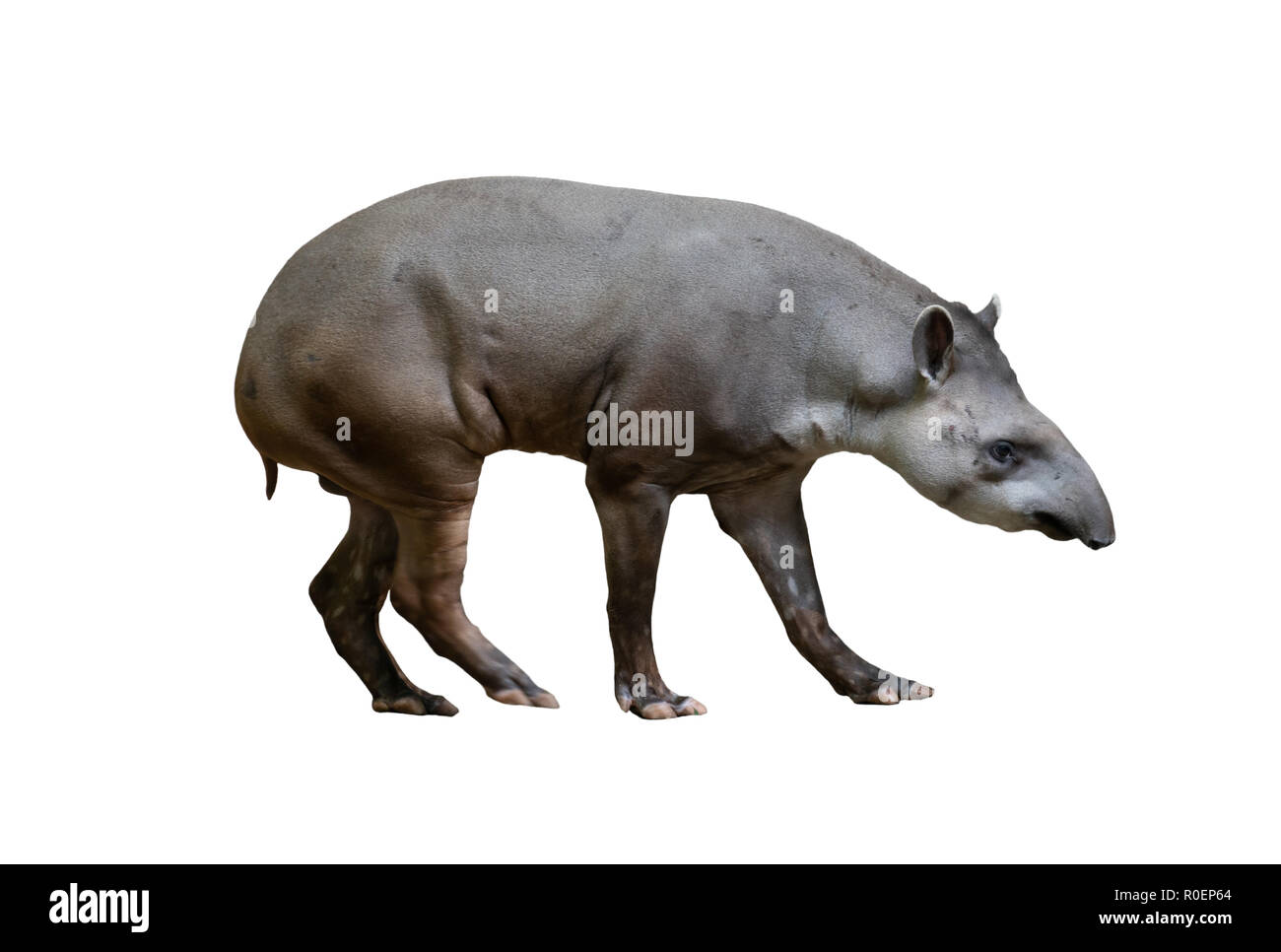 Brazilian Tapir auf weißem Hintergrund Stockfoto