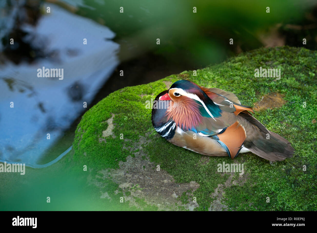 Mandarinente ruht auf bemoosten Felsen Stockfoto