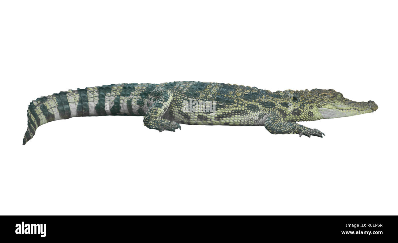 Krokodil isoliert auf weißem Hintergrund Stockfoto