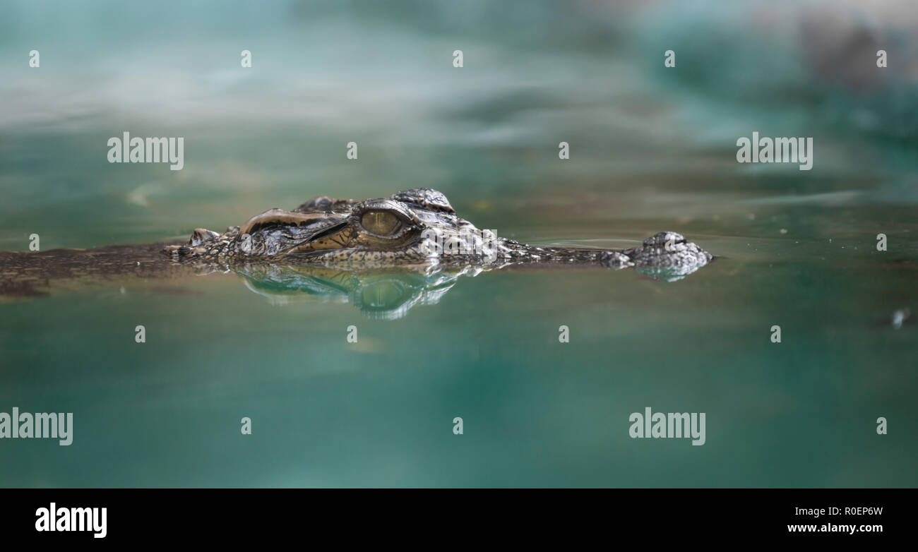 Krokodil Gesicht und der Reflexion im Wasser Stockfoto