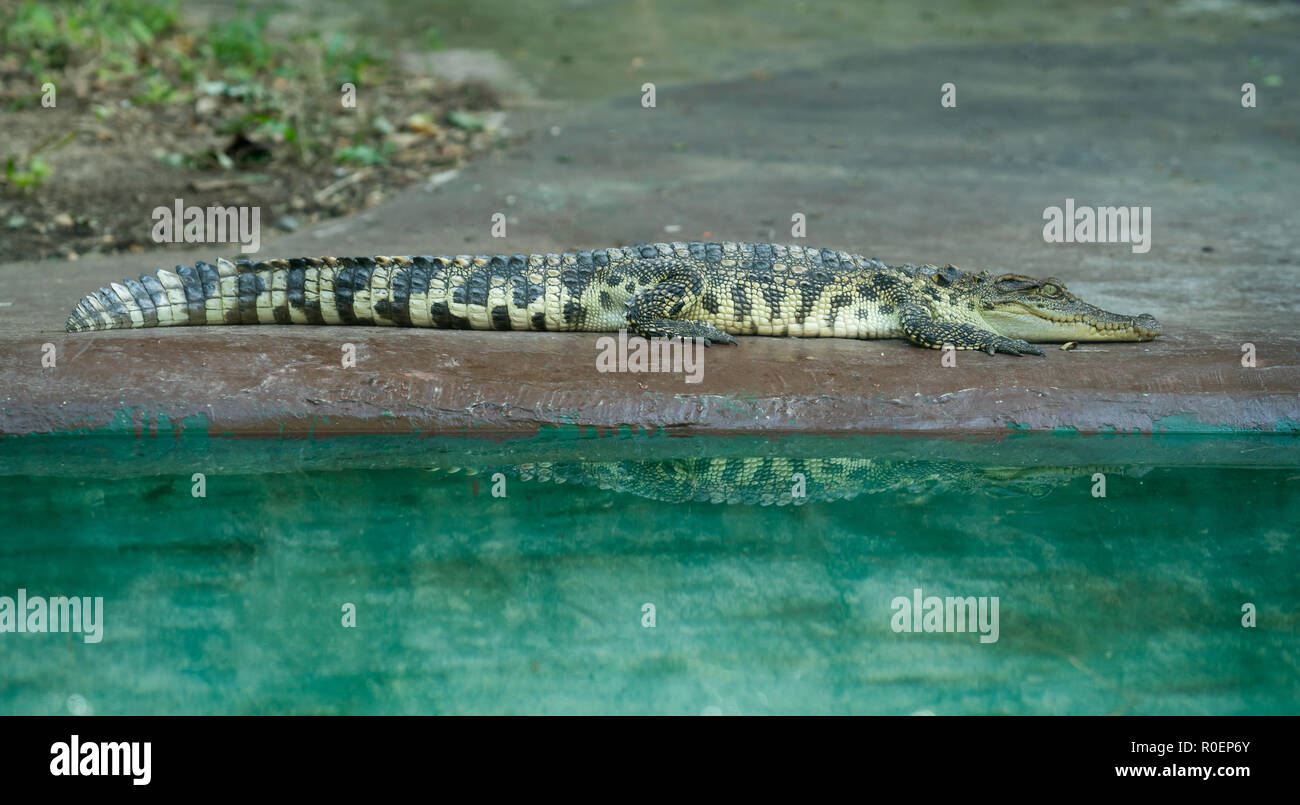 Krokodil ruht in der Nähe von Wasser im Zoo Stockfoto