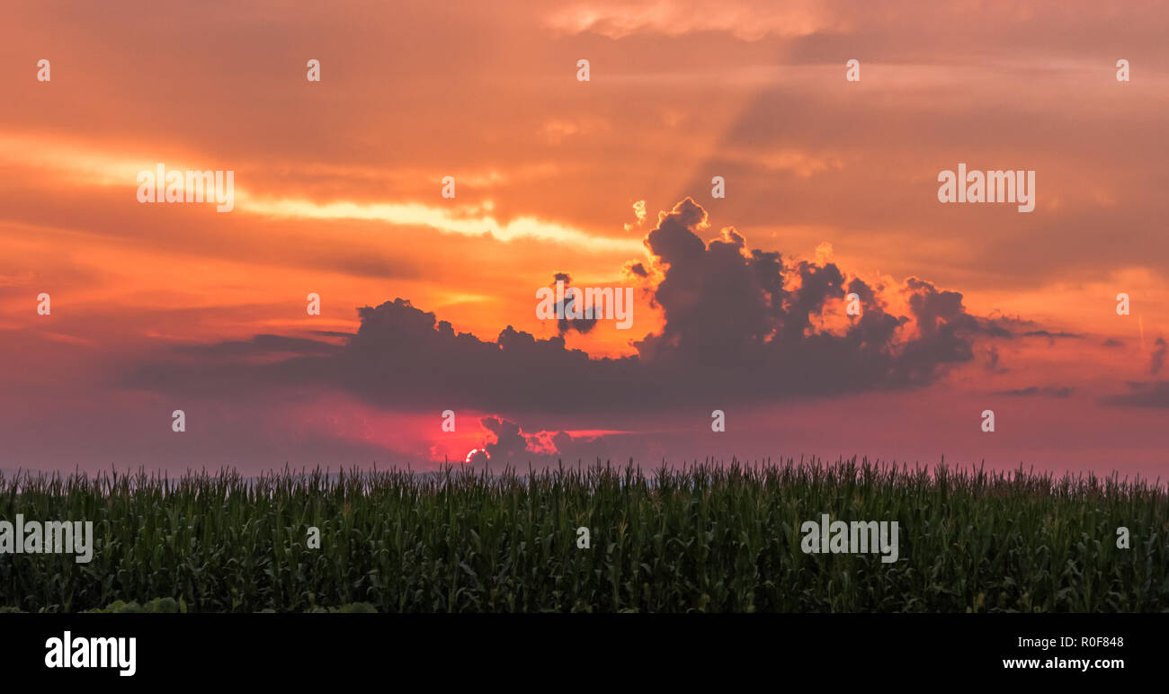 Rot und Orange bunt dramatischer Sonnenuntergang über Maisfeld. Stockfoto
