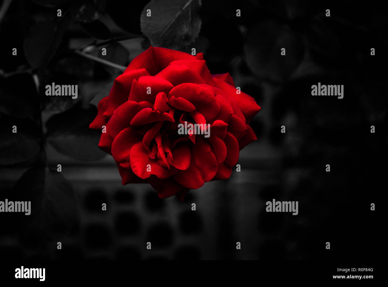 Einzelnen Blutprobe rote Rose auf monochromatischen dunklen Hintergrund Stockfoto