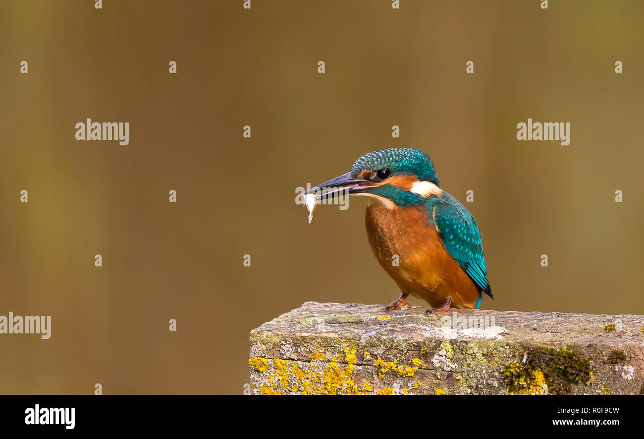 Detaillierte Nahaufnahme eines gemeinsamen britischen Eisvogel Vogel (Alcedo atthis) isoliert auf Außenpfosten mit Fang im Schnabel. Wilde britische Vögel. Stockfoto