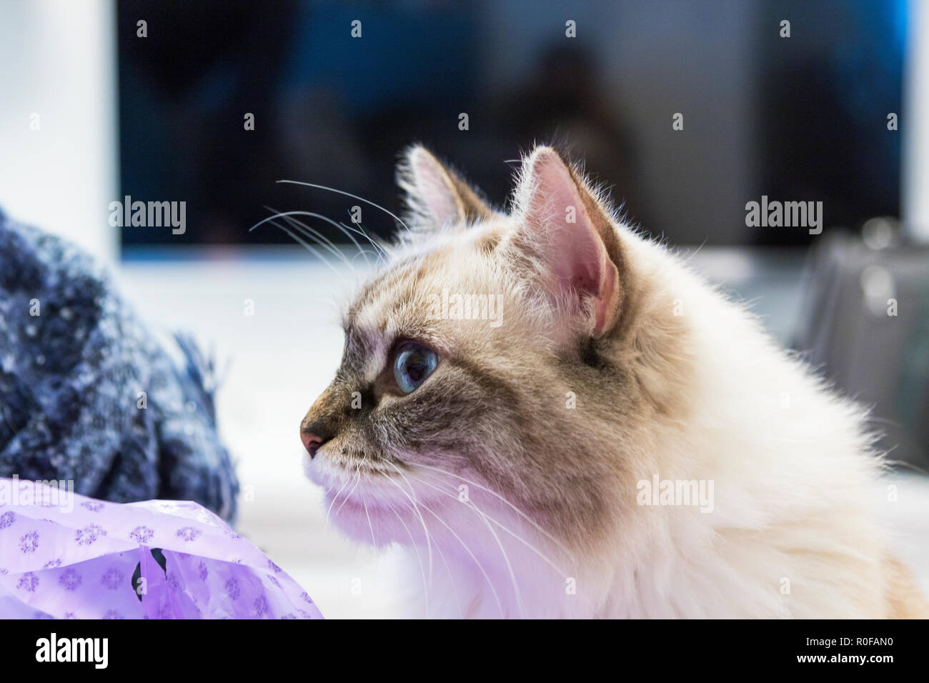 Schönheit Katze zu Hause, sibirische Rasse weiblichen Neva Masquerade Stockfoto