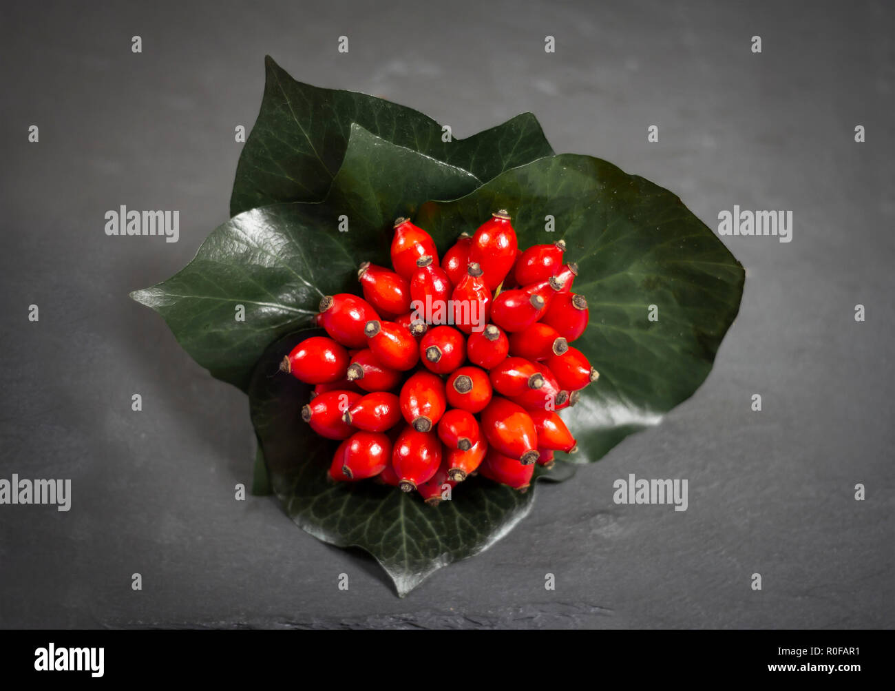 Rote Hagebutten Beeren Stockfoto