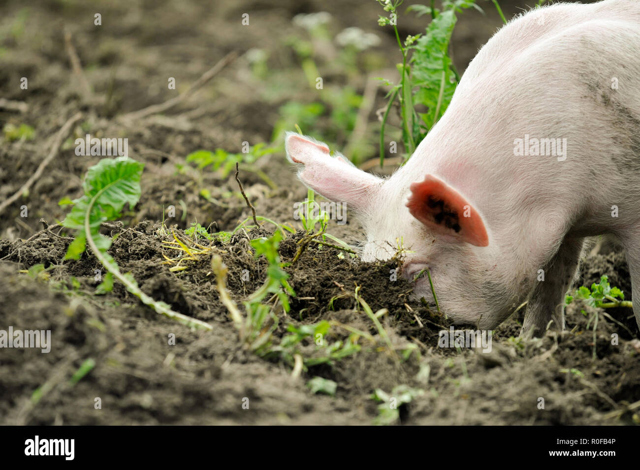 Junge Schwein graben Boden zu grass roots Essen Stockfoto