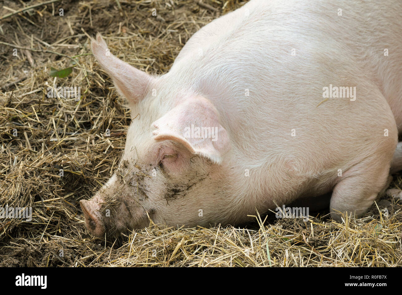 Schwein auf Heu und Stroh Stockfoto