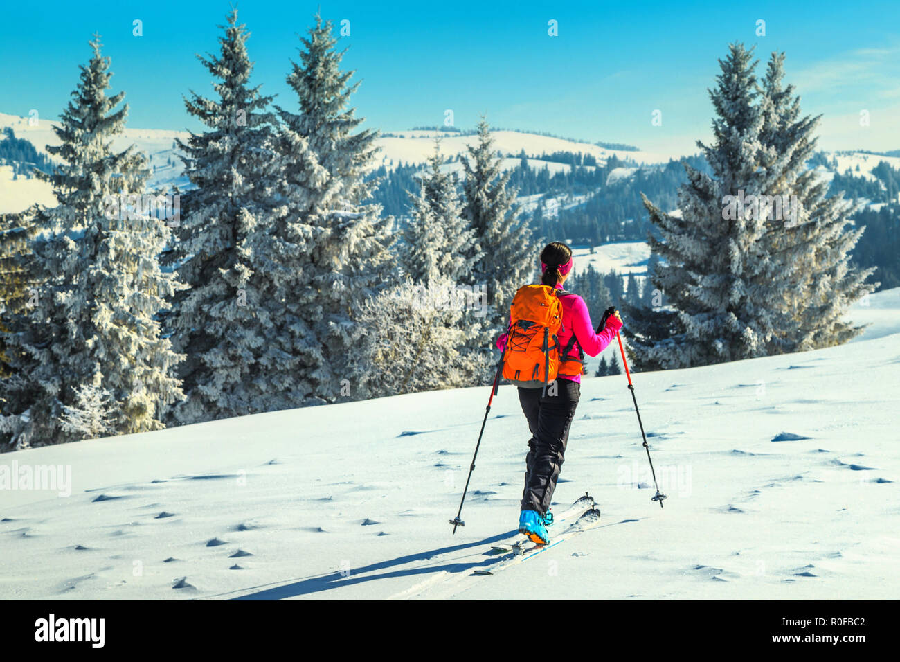 Skitouren in hochalpine Landschaft mit schneebedeckten Pinien. Abenteuer, Winter Aktivitäten, Skitouren auf die spektakuläre Pisten, Siebenbürgen, Carpathia Stockfoto