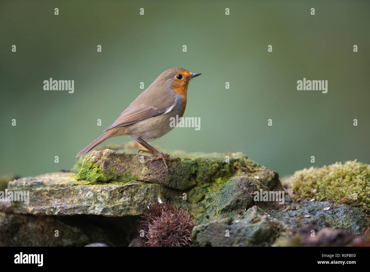 Robin (Erithacus Rubecula) Stockfoto
