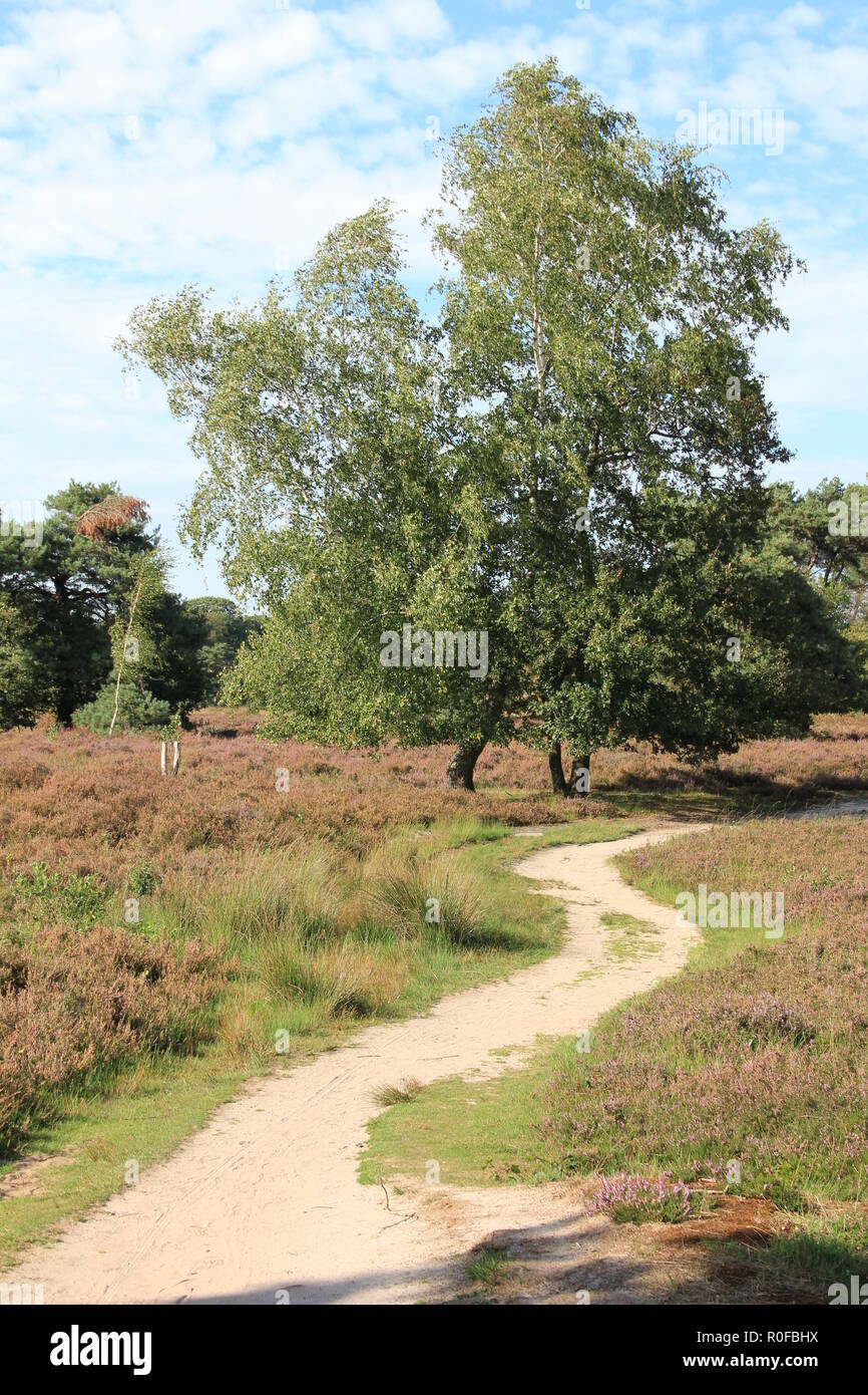 Overasseltse Hatertse en Vennen Stockfoto