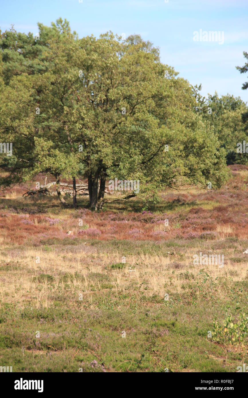 Overasseltse Hatertse en Vennen Stockfoto