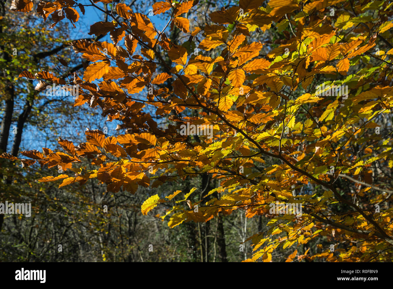Die gelbe, orange und bronze Blätter im Close-up auf einem englischen Buche im Herbst Wald mit blauen Himmel hinter, Lancashire, England, Großbritannien Stockfoto