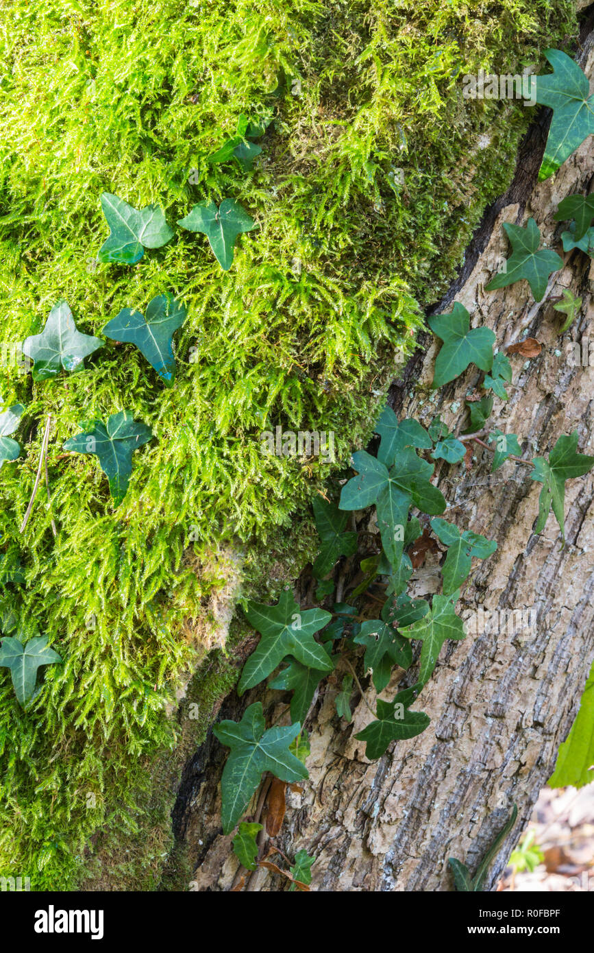 Nahaufnahme der Detail- und Textur eines reifen Baumstamm in der englischen Herbst Wald in Moos und Efeu in Lancashire, England, UK. Stockfoto