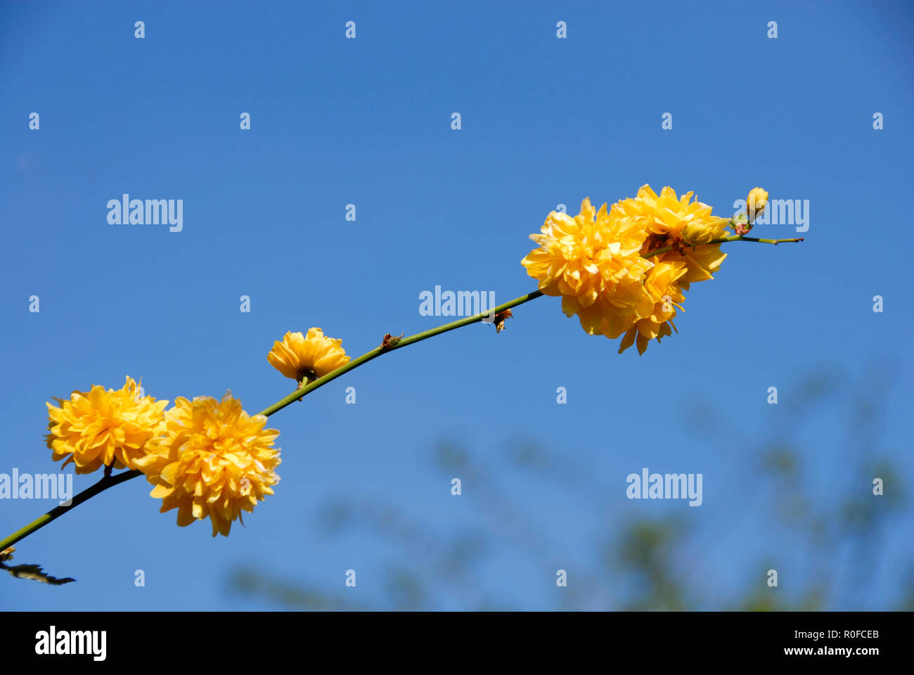 Kerria japonica blüht in einem inländischen Garten, England Stockfoto