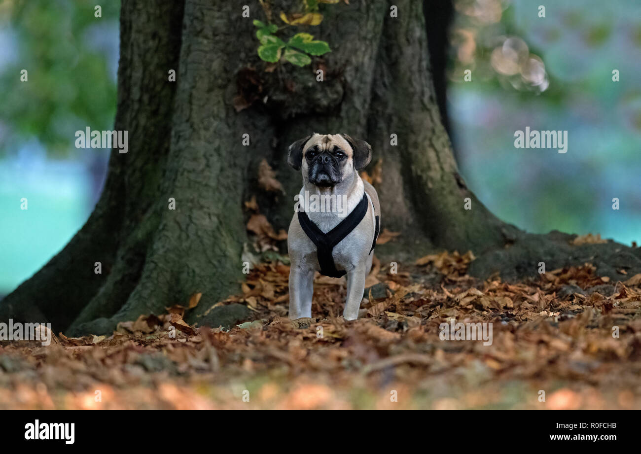 Puggle-Cross zwischen einem Mops und Beagle Hund - Canis Lupus Familiaris. Stockfoto