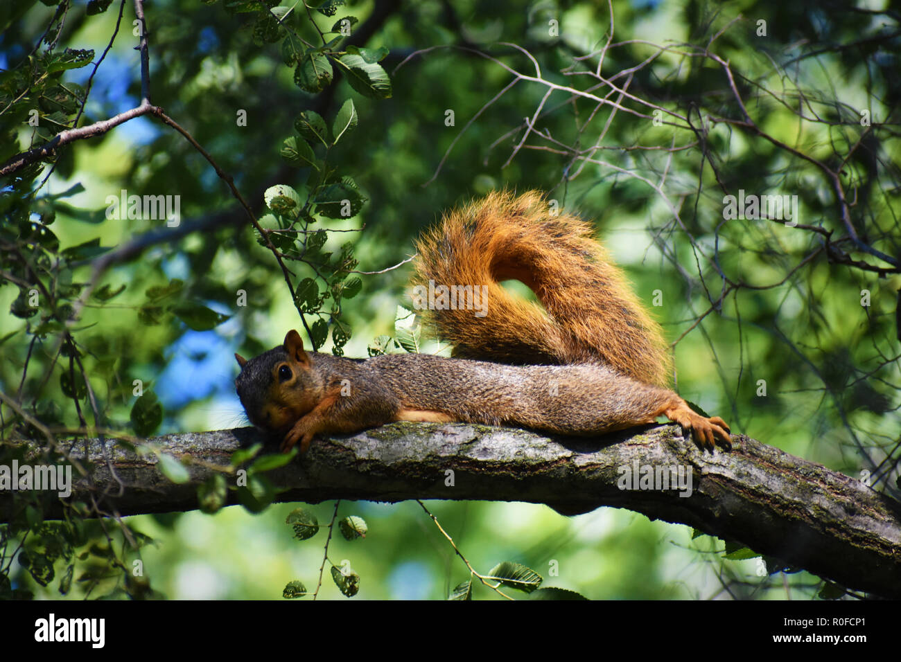 Fuchs Eichhörnchen (sciurus Niger) Faulenzen auf einem Ast mit grünen Blättern im Hintergrund verschwommen Stockfoto