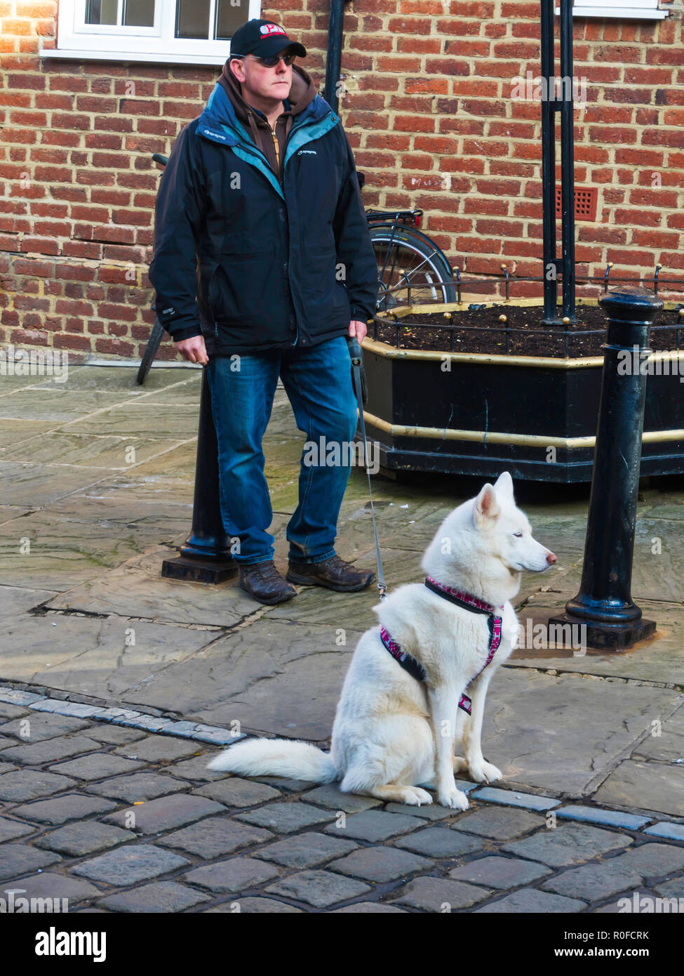 Ein Mann mit einem gut erzogene weiß Husky Hund draußen ein Einkaufszentrum Stockfoto