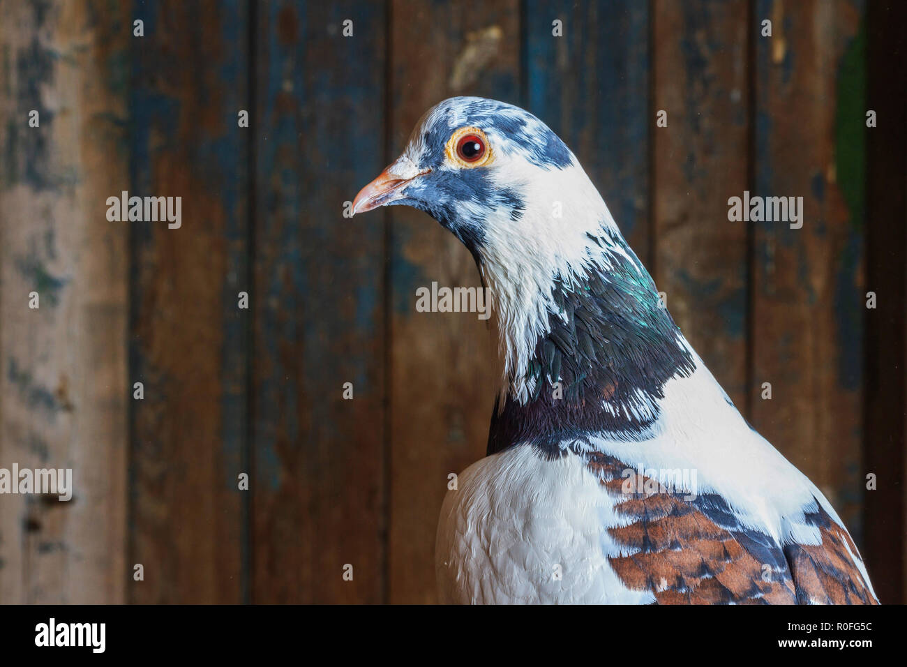 Schöne Taube auf dem Hintergrund der alten Boards Stockfoto