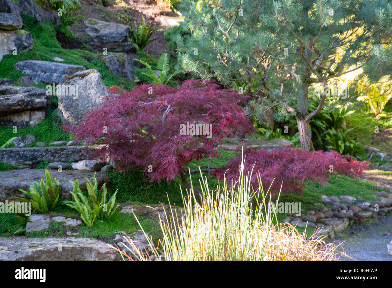 Rot Acer im japanischen Stil englischer Garten Stockfoto