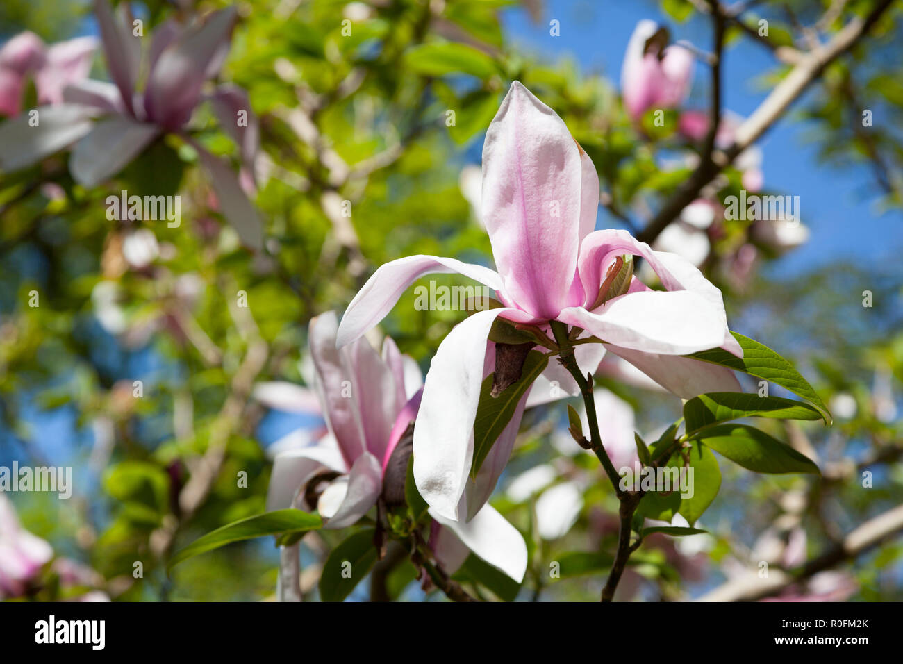 Frühling blühende Magnolia Vielzahl Starwars mit rosa Blüten. Stockfoto