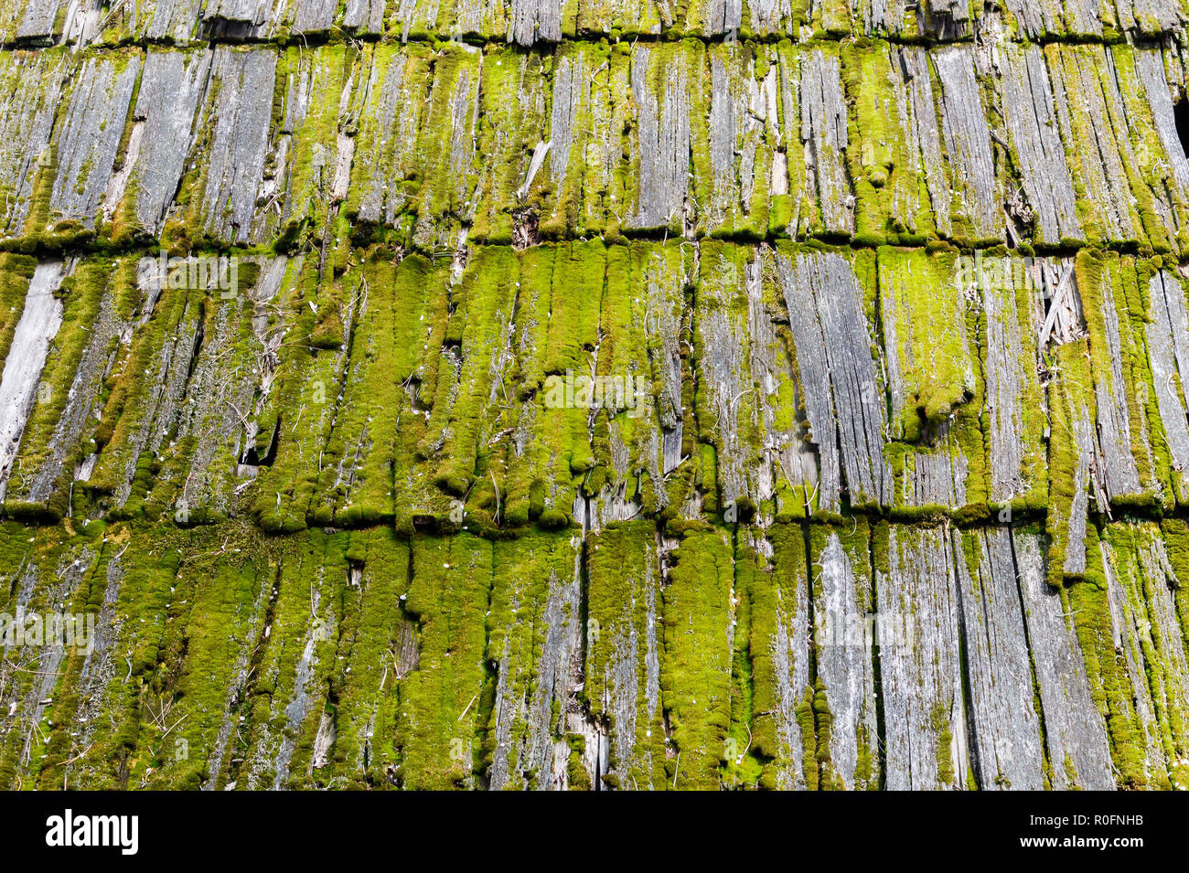 Altes holz moosbewachsenen Schindeln auf dem Dach eines Hauses Stockfoto