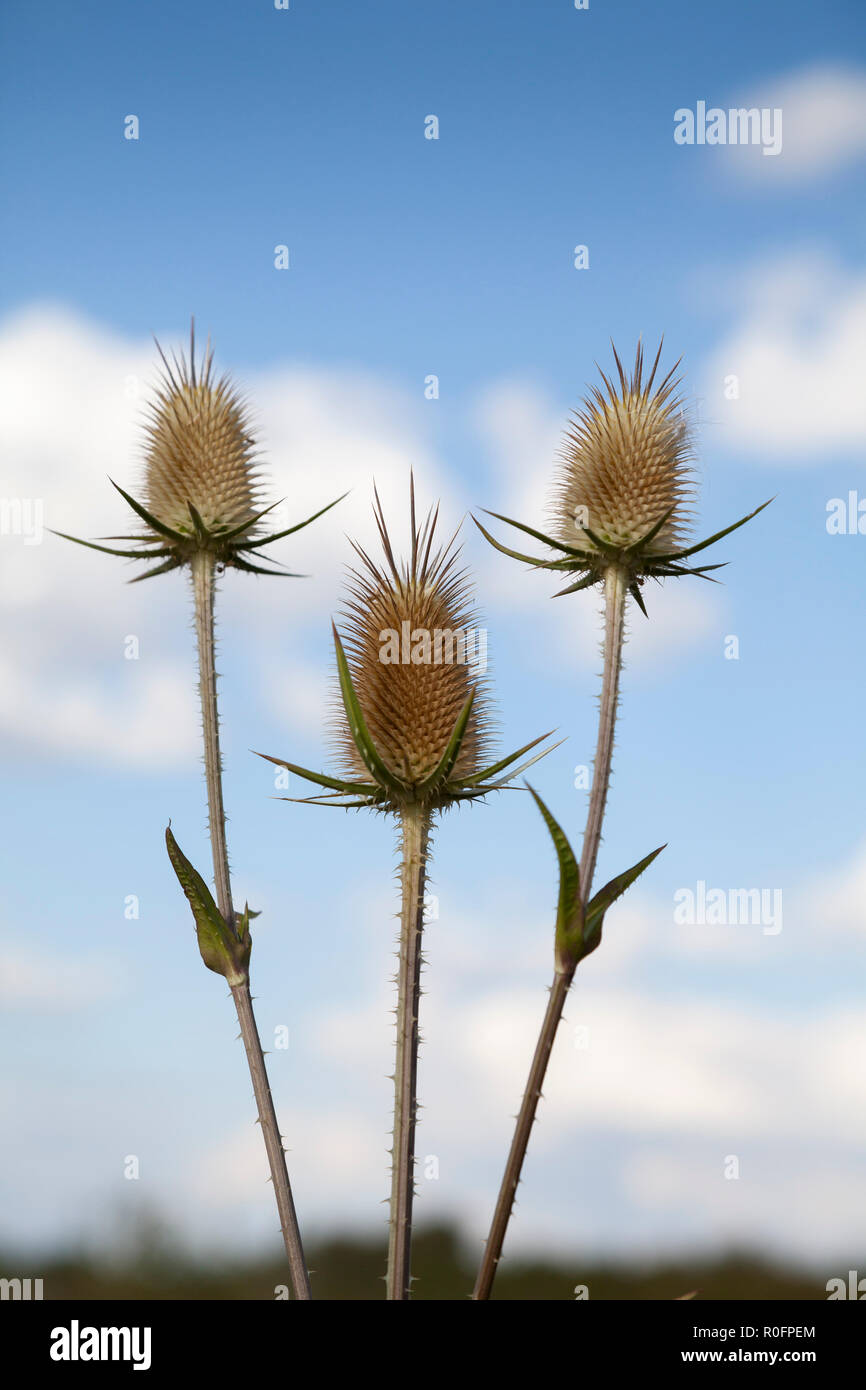 Gemeinsamen Karde (Dipsacus Fullonum) Stockfoto