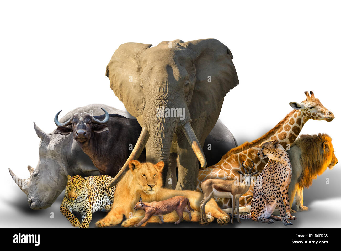 Big Five und wilde afrikanische Tiere Collage auf weißem Hintergrund. African Safari Szene. Wallpaper Zusammensetzung Hintergrund auf weiß. Kopieren Sie Platz. Stockfoto