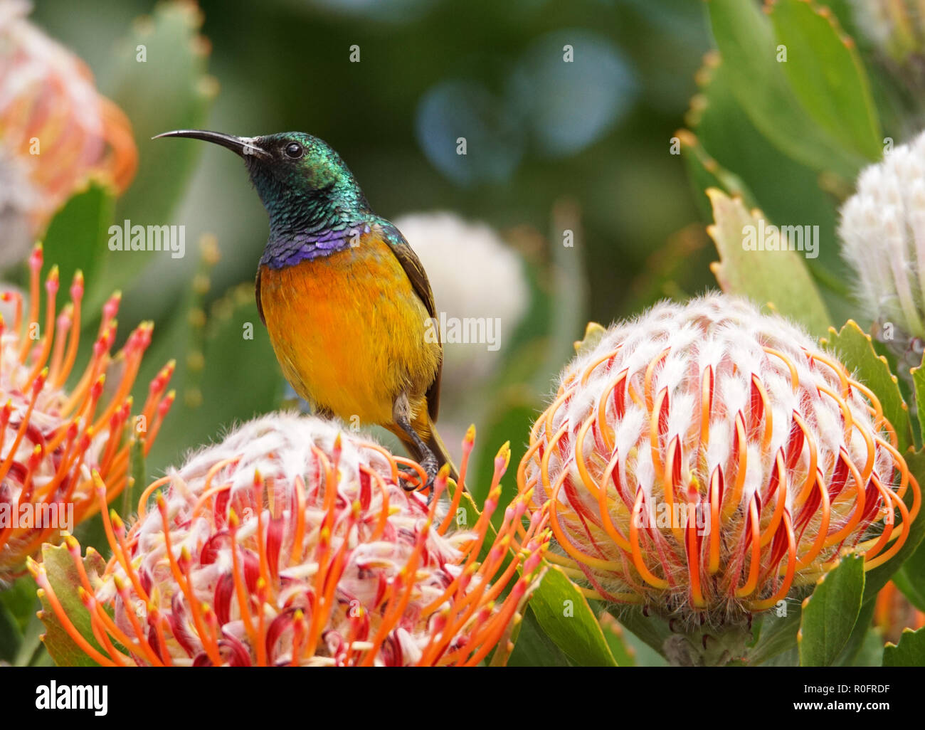 Orange Breasted Sunbird Stockfoto